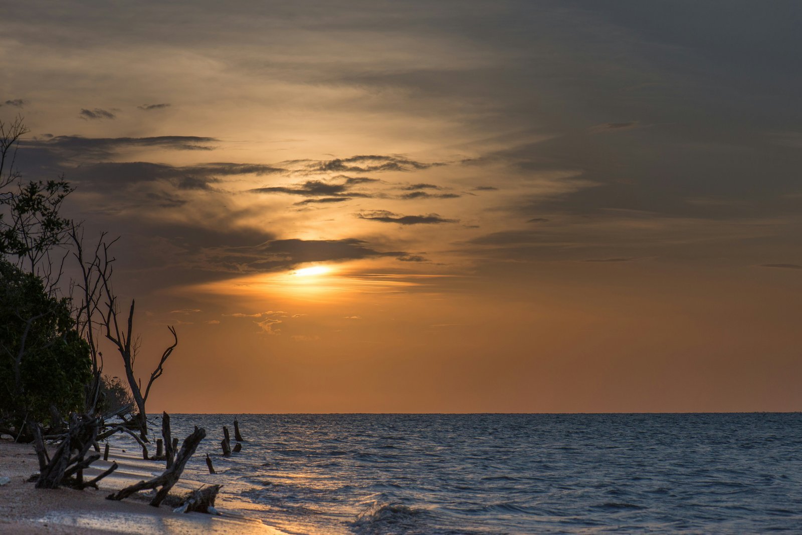 driftwood on shore